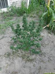 Northern lights auto outdoor grow. Northern Lights Auto Flower Final Fase 420 Magazine