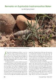 Image result for Euphorbia platyrrhiza