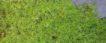 Wеll this vidеo should givе you a good foundation to build off of. Heath Pearlwort Scottish Or Scotch Moss Sagina Subulata Aurea