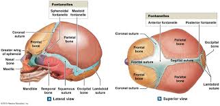 Infant Skull And Fontanelles Skull Anatomy Human Anatomy And Physiology Anatomy