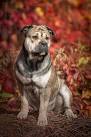 PuppyFind | Ca de Bou Puppies for Sale