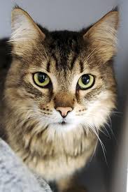 Male Domestic Medium Hair Medium Coat Named Monty Available For Adoption Animal Sanctuary Animals Cats And Kittens