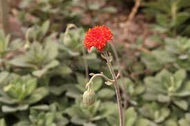 Image result for Kleinia grantii