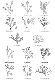 Image result for Achyropsis