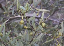 Image result for Santalaceae