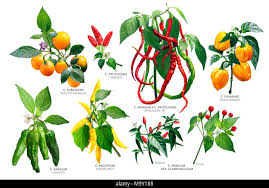 Image result for Capsicum annuum