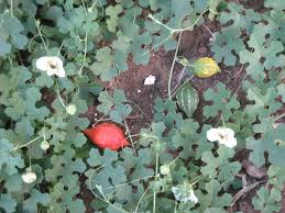 Image result for Momordica balsamina