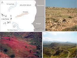 Image result for Sporobolus molleri