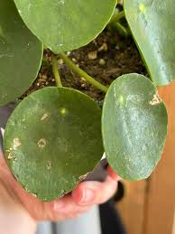 Image result for Pilea angolensis