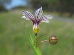 Image result for Sisyrinchium micranthum