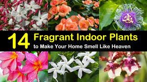 A few fragrant flowers and herbs do especially well indoors. 14 Fragrant Indoor Plants To Make Your Home Smell Like Heaven