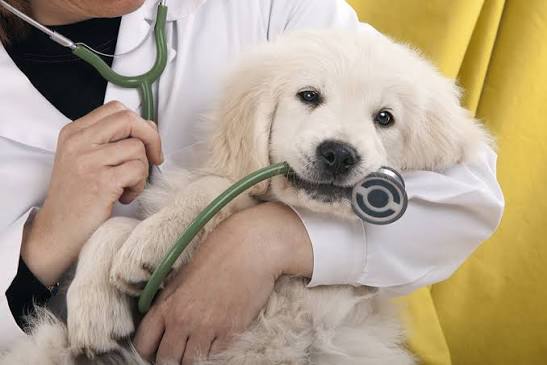 Preparing Your Pet for a Vet Visit | Small Door Veterinary