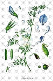 Image result for Vicia hirsuta