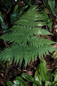 Image result for Ctenitis