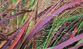 Image result for Panicum aequinerve