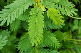 Image result for Chamaecrista