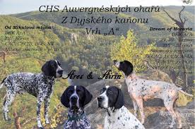 Image result for auvergneský ohař