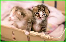 Cara Merawat Anak Kucing Baru Lahir Tanpa Induk Daftarhewan Com Anak Kucing Kucing Bayi Kucing