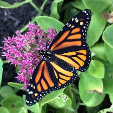 Image result for Monarch Butterfly
