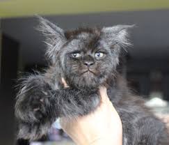 Use the search tool below and browse adoptable maine coons! Meet Valkyrie The Maine Coon Kitten With A Human Face Metro News