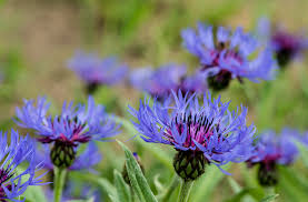 Image result for Centaurea praecox