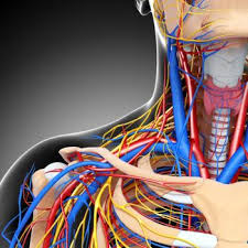 Following picture is a closer and simpler view of the arteries and veins of the neck (right side). Air Embolism Causes Symptoms And Treatment