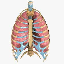 Rib cage diagram with organs. Human Rib Cage Respiratory 3d Model