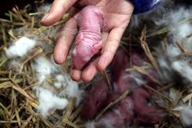 What Do You Feed Baby Rabbits And How Rabbit Hole Hay