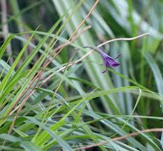 Image result for Velloziaceae