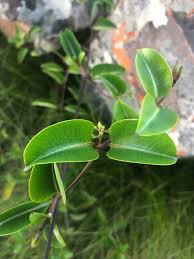 Image result for Cryptolepis cryptolepioides