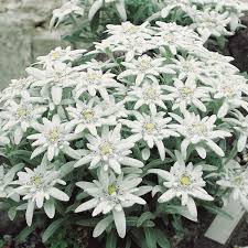 Alpen Edelweiss 9 Cm Topf Diese Besonderheit Erfreut Im Fruhsommer Mit Malerischen Bluten In Sternform Und Sorgt Fur Urlaubsge Bepflanzung Alpen Schone Blumen
