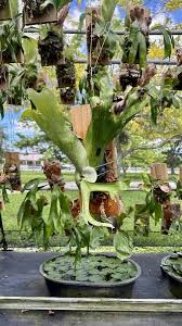 Image result for Platycerium