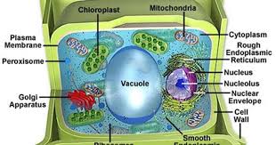 We did not find results for: Plant Life Vacuoles