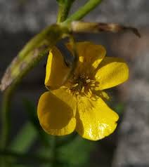 Image result for Ranunculus multifidus