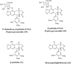 Image result for Bridelia ferruginea