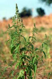 Image result for Hyptis