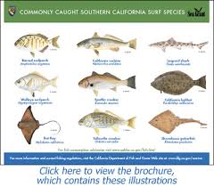 Tent, cabin & rv camp on private & ca state parks, on local farms, vineyards & nature preserves. California Beach Fishing