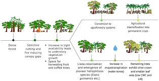 Image result for Sherbournia bignoniiflora