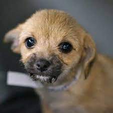 Dogs And Puppies For Adoption In San Diego Helen Woodward Animal Center Puppy Adoption Dogs And Puppies Animals