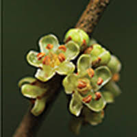 Image result for Sericanthe chimanimaniensis