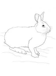 Download and print these snowshoe rabbit pictures coloring pages for free. Snowshoe Hare Or Rabbit Coloring Page Supercoloring Com Arctic Hare Craft Preschool Arctic Hare Doodle Animals