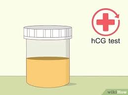 How to Increase hCG Levels: 7 Steps (with Pictures) - wikiHow