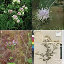 Image result for Ethulia vernonioides