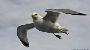 There are many ornithologists who believed that this bird is the most beautiful bird on this planet. Wadden Sea A Bird S Paradise Environment All Topics From Climate Change To Conservation Dw 16 01 2020