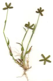 Image result for Dactyloctenium