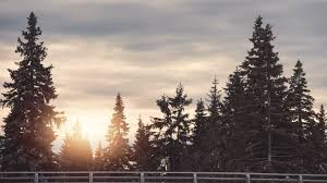 The best fast growing trees for hot, dry desert climates trees can easily reduce the temperature in your xeriscape garden and on your home's exterior by up to 10 degrees f. 4 Fast Growing Evergreen Trees Arbor Day Blog