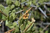 Image result for Gymnosporia heterophylla