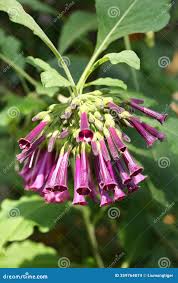 Image result for Iochroma cyaneum