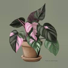 Philodendron Pink Princess Drawingplantlady Procreate Philodendron Philodendronpinkprincess Princess Face Painting Princess Drawings Drawings