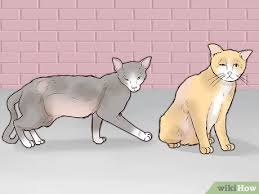 Learn the difference and how to help them when you see them. How To Earn The Trust Of A Stray Cat 10 Steps With Pictures